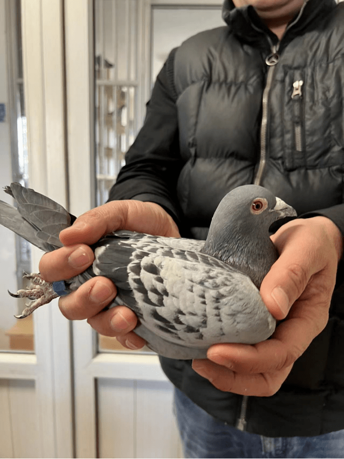 n?B`鴿z借十的简单介绍